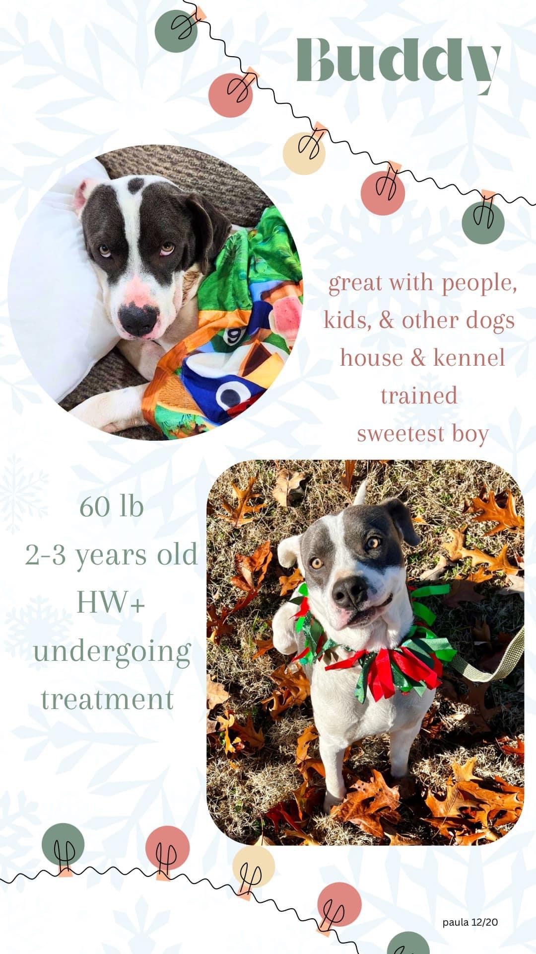 DOGS THAT ROCK THE ARKANSAS PET SAVERS 100.5 The Eagle Jonesboro, AR