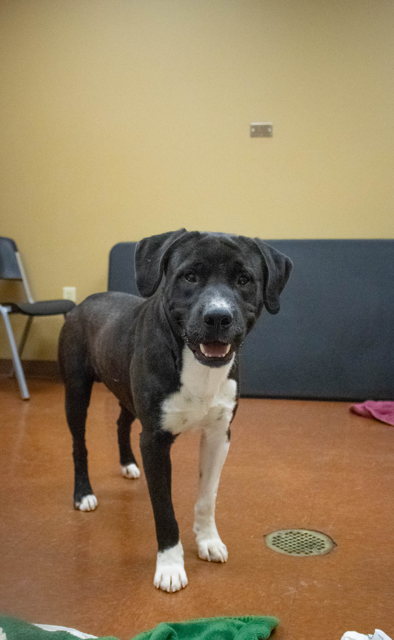 DOGS THAT ROCK JBR ANIMAL CONTROL 100.5 The Eagle Jonesboro, AR