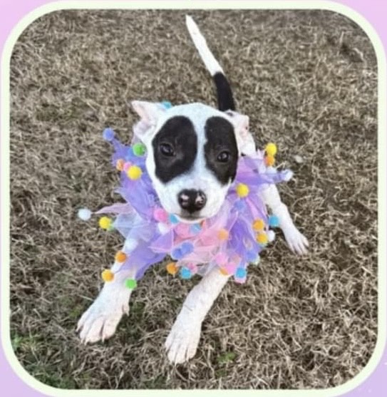 DOGS THAT ROCK TRUMANN ANIMAL CONTROL 100.5 The Eagle Jonesboro, AR