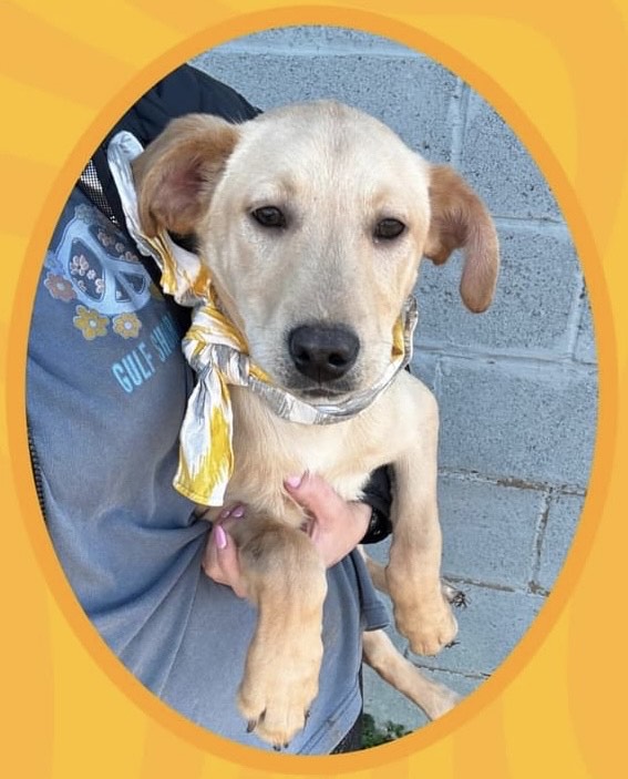 DOGS THAT ROCK TRUMANN ANIMAL CONTROL 100.5 The Eagle Jonesboro, AR