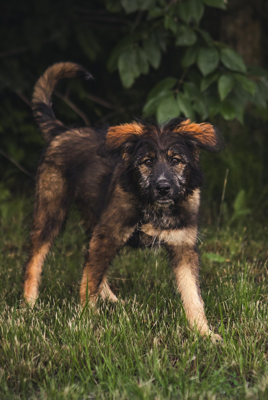 DOGS THAT ROCK JBR ANIMAL CONTROL 100.5 The Eagle Jonesboro, AR