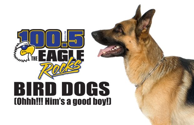 EAGLE “BIRD” DOGS