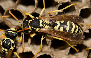 THE TRUTH ABOUT “MURDER” HORNETS THE TRUTH ABOUT “MURDER” HORNETS