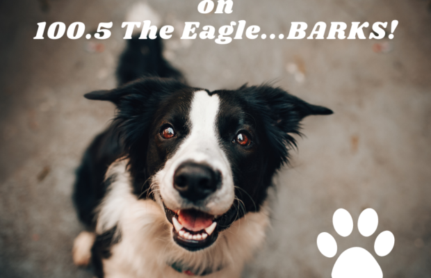 EAGLE BIRD DOGS