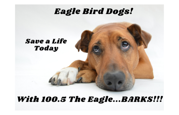 EAGLE BIRD DOG