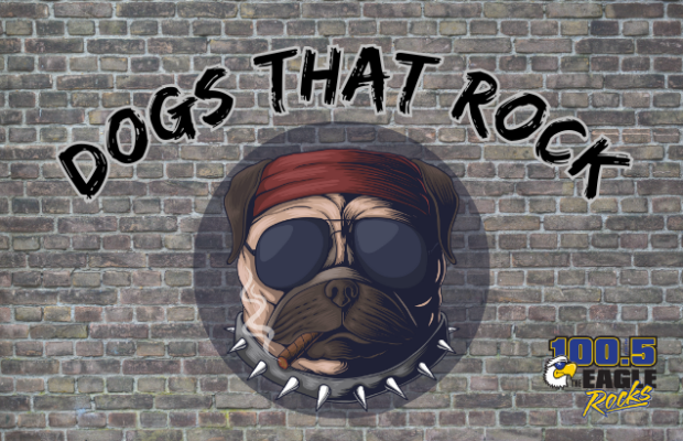 DOGS THAT ROCK: JBR ANIMAL CONTROL