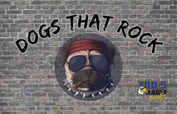 DOGS THAT ROCK!!! JUMP START ANIMAL SHELTER